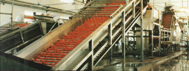 tomato paste production line